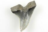 1.47" Snaggletooth Shark (Hemipristis) Tooth - Aurora, NC - #203566-1